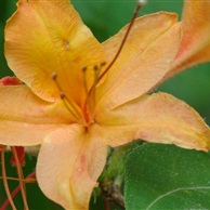 Native Flame Azalea